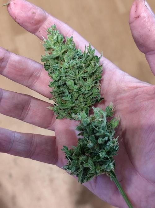 Greenhouse Summer Outdoor Grow 2026. Week 11