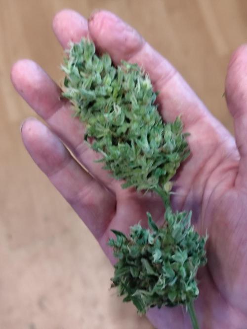 Greenhouse Summer Outdoor Grow 2026. Week 11