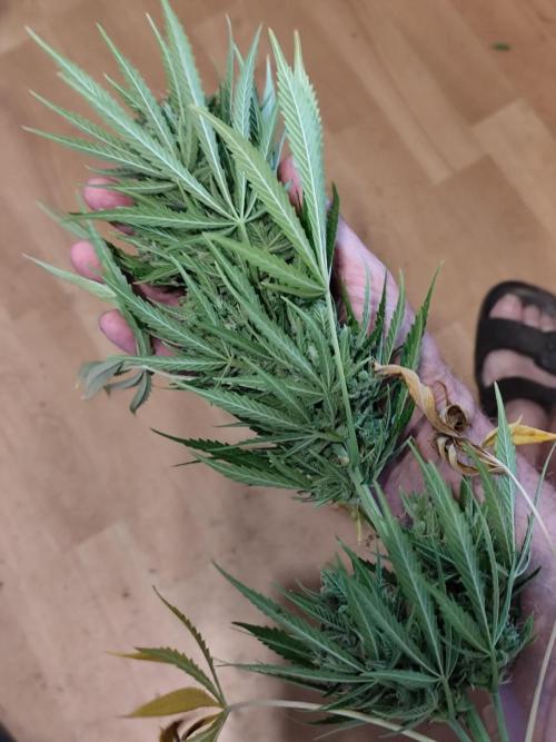Greenhouse Summer Outdoor Grow 2026. Week 11 - Mainbud