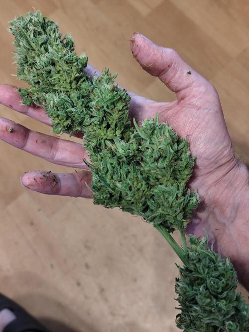 Greenhouse Summer Outdoor Grow 2026. Week 11