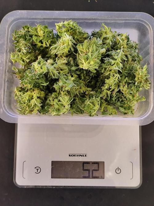 Greenhouse Summer Outdoor Grow 2026. Week 11