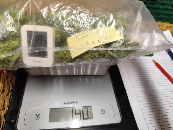 Greenhouse Summer Outdoor Grow 2026. Week 11