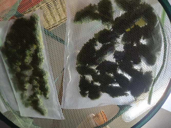 Greenhouse Summer Outdoor Grow 2026. Week 11