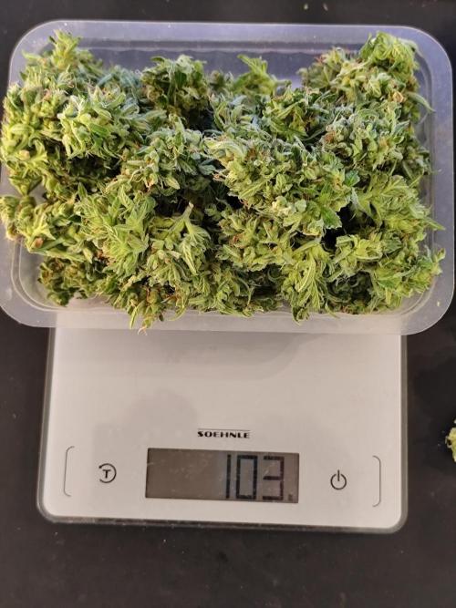 Greenhouse Summer Outdoor Grow 2026. Week 11