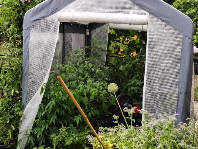 Greenhouse Summer Outdoor Grow 2026. Week 12 - Tag 84