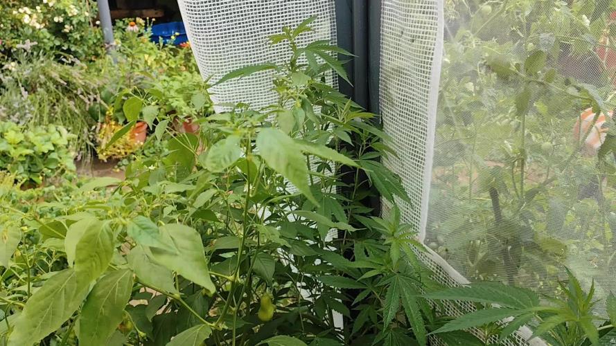 Greenhouse Summer Outdoor Grow 2026