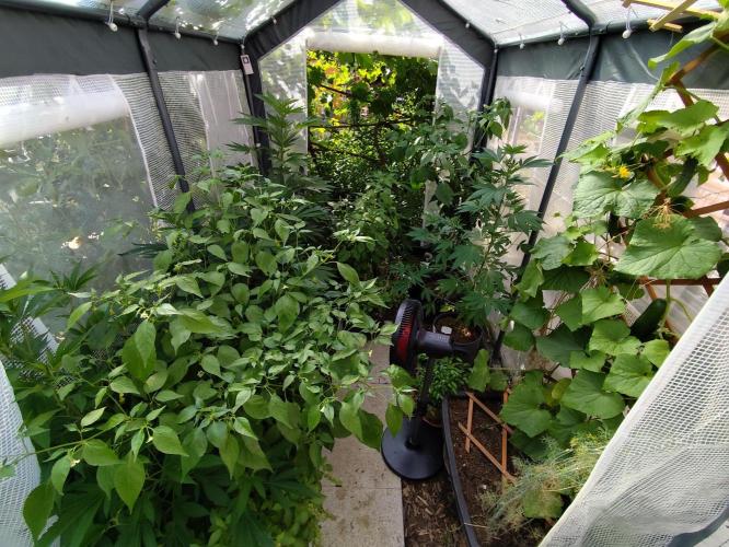 Greenhouse Summer Outdoor Grow 2026. Week 12