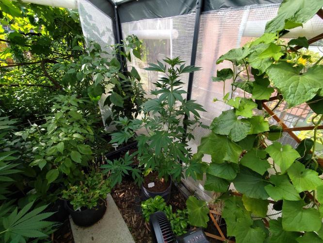 Greenhouse Summer Outdoor Grow 2026. Week 12 - Mimosa x Orange Punch fem