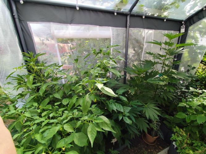 Greenhouse Summer Outdoor Grow 2026. Week 12