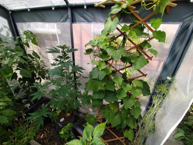 Greenhouse Summer Outdoor Grow 2026. Week 12