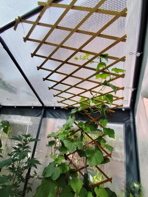 Greenhouse Summer Outdoor Grow 2026. Week 12