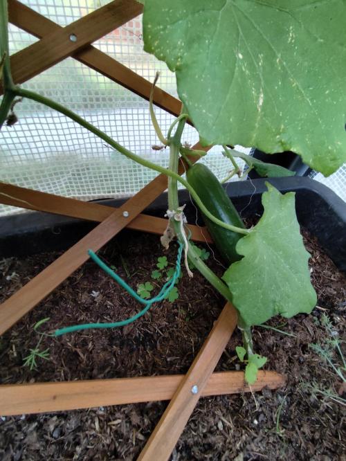 Greenhouse Summer Outdoor Grow 2026. Week 12