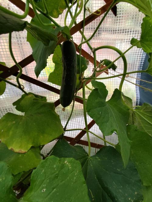 Greenhouse Summer Outdoor Grow 2026. Week 12