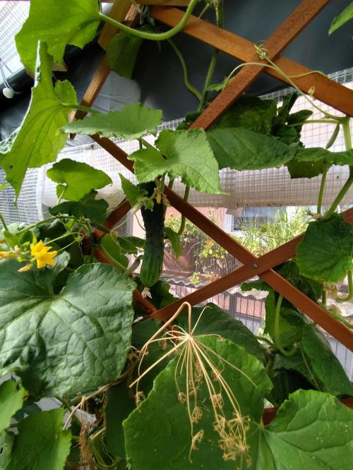 Greenhouse Summer Outdoor Grow 2026. Week 12