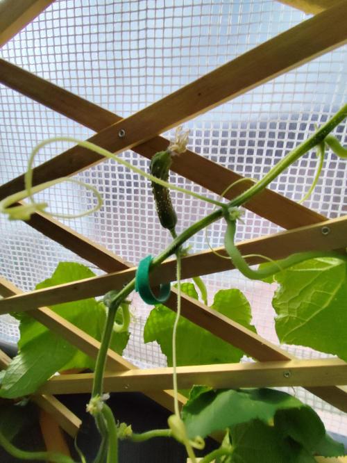 Greenhouse Summer Outdoor Grow 2026. Week 12
