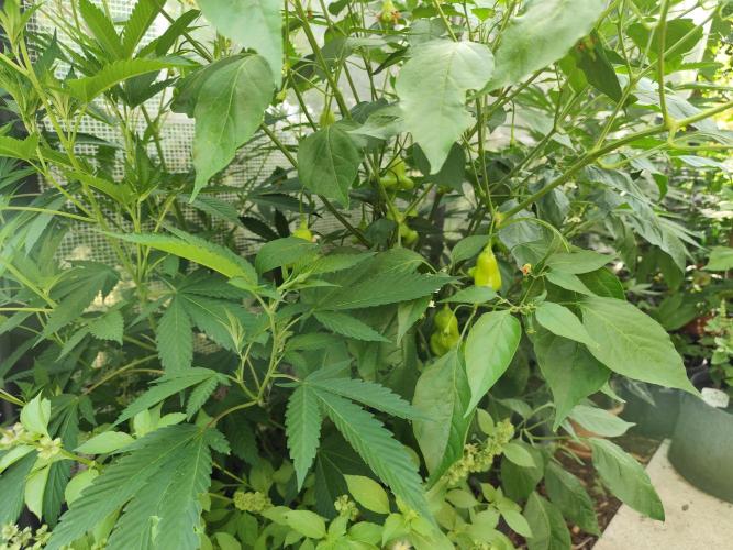 Greenhouse Summer Outdoor Grow 2026. Week 12 - Blueberry Zebrange Zitronenbasilikum