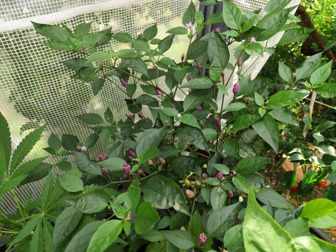 Greenhouse Summer Outdoor Grow 2026. Week 12 - Lila Luzi