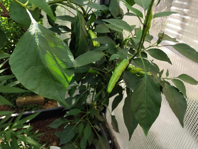 Greenhouse Summer Outdoor Grow 2026. Week 12 - Sarit Gat