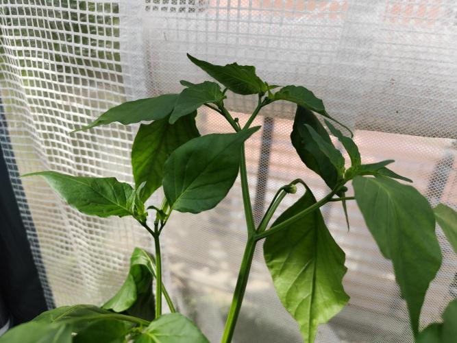 Greenhouse Summer Outdoor Grow 2026. Week 12 - Aji Amarillo