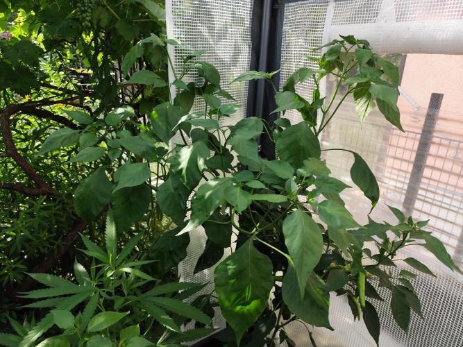 Greenhouse Summer Outdoor Grow 2026. Week 12