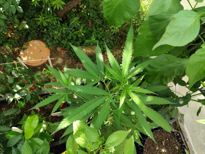 Greenhouse Summer Outdoor Grow 2026. Week 12 - Super Lemon Haze