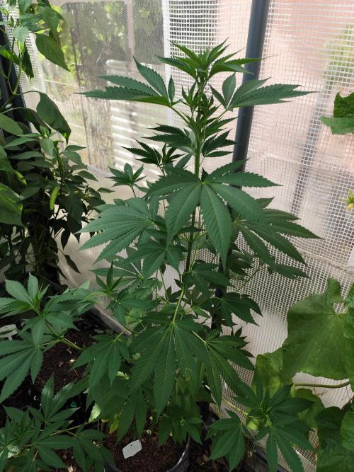 Greenhouse Summer Outdoor Grow 2026. Week 12 - Mimosa x Orange Punch fem.