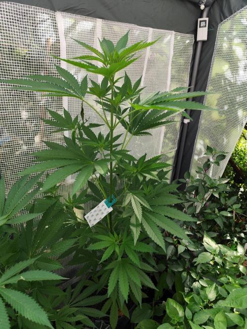 Greenhouse Summer Outdoor Grow 2026. Week 12 - Chocolat Sherbet fem.