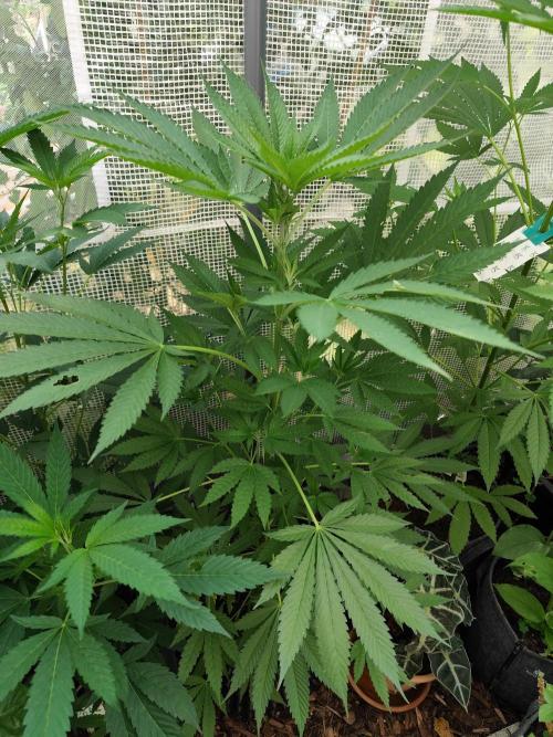 Greenhouse Summer Outdoor Grow 2026. Week 12 - Purple Lemonade FF