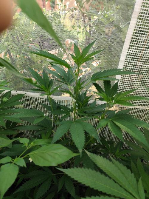 Greenhouse Summer Outdoor Grow 2026. Week 12 - Runtz