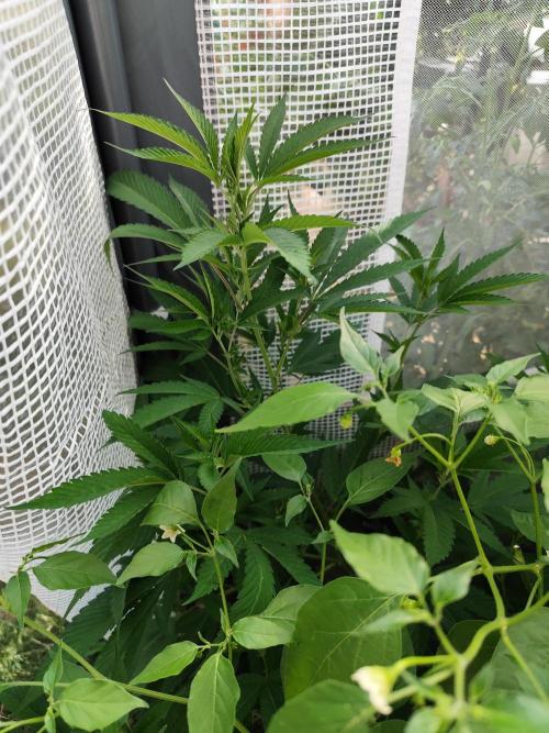 Greenhouse Summer Outdoor Grow 2026. Week 12 - Blueberry