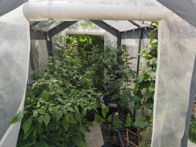 Greenhouse Summer Outdoor Grow 2026. Week 12 - All together
