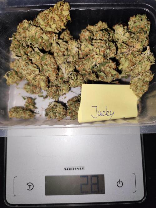 Auto Jack  von Paradise Seeds. Week 15 - Tag 115