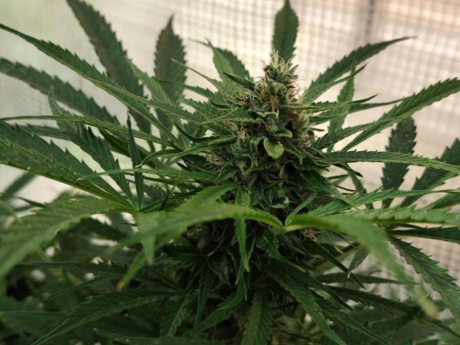 Auto Jack  von Paradise Seeds. Week 15