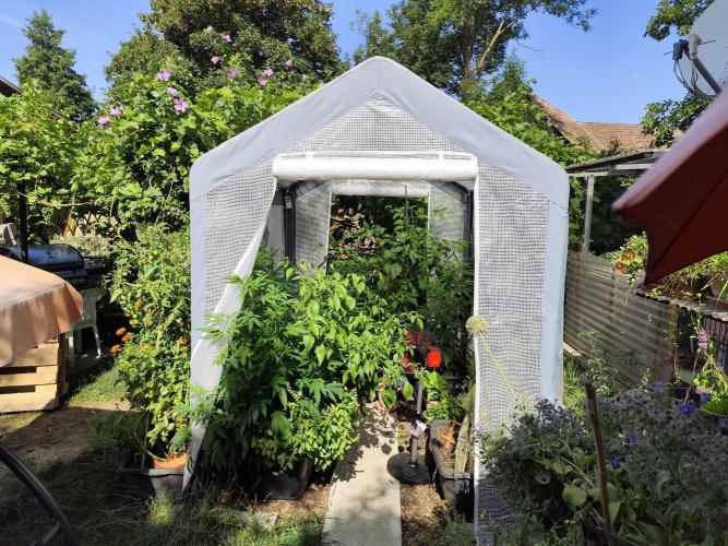 Greenhouse Summer Outdoor Grow 2026. Week 13 - Tag 93