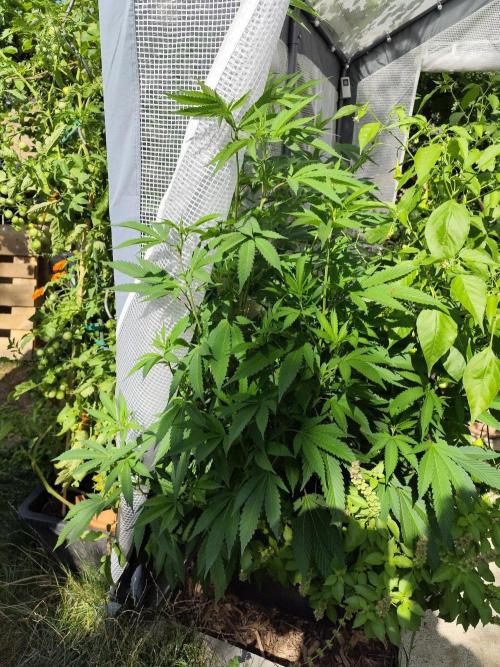 Greenhouse Summer Outdoor Grow 2026. Week 13 - Blueberry