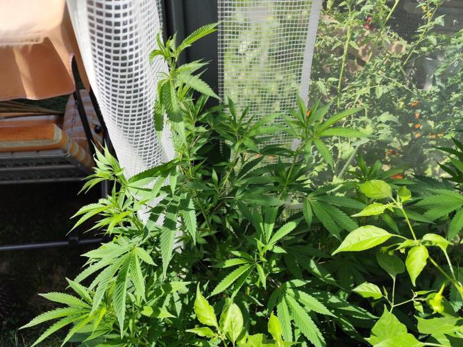 Greenhouse Summer Outdoor Grow 2026. Week 13
