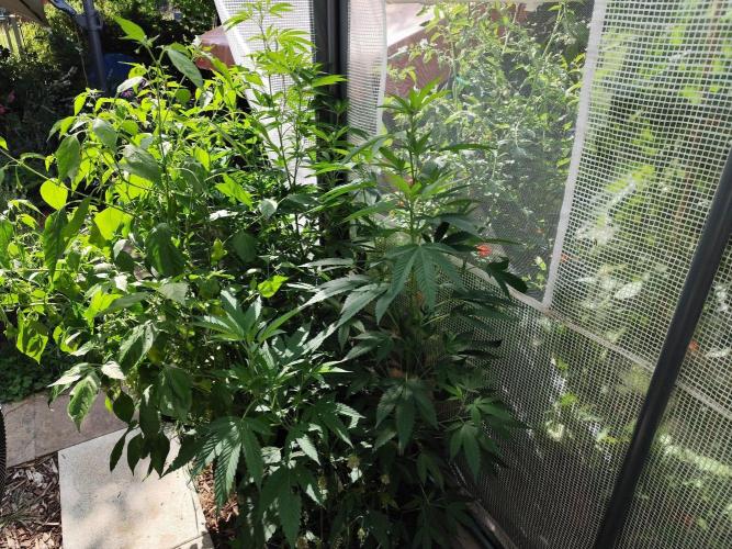 Greenhouse Summer Outdoor Grow 2026. Week 13 - Runtz