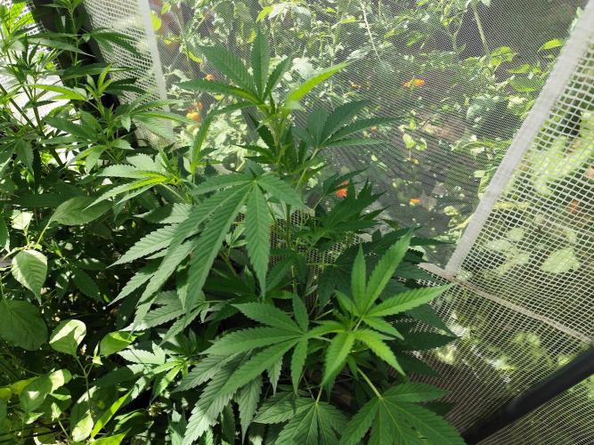 Greenhouse Summer Outdoor Grow 2026. Week 13