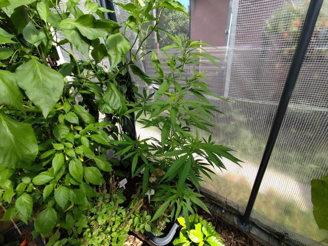 Greenhouse Summer Outdoor Grow 2026. Week 13 - Super Lemon Haze