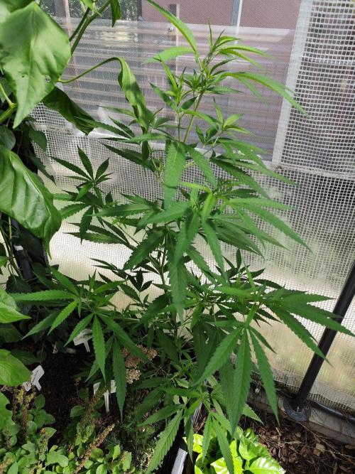 Greenhouse Summer Outdoor Grow 2026. Week 13