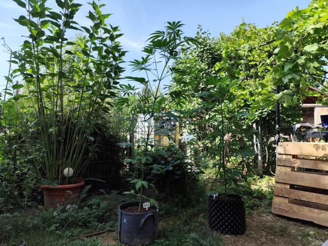 Greenhouse Summer Outdoor Grow 2026. Week 13 - Chocolat Sherbet