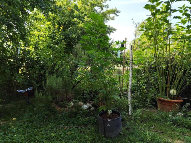 Greenhouse Summer Outdoor Grow 2026. Week 13 - Mimosa x Orange Punch