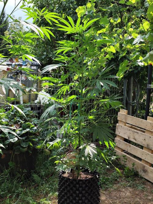 Greenhouse Summer Outdoor Grow 2026. Week 13