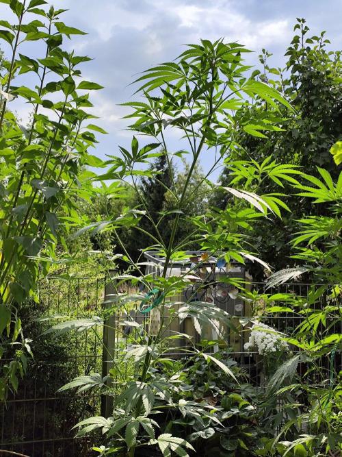 Greenhouse Summer Outdoor Grow 2026. Week 13