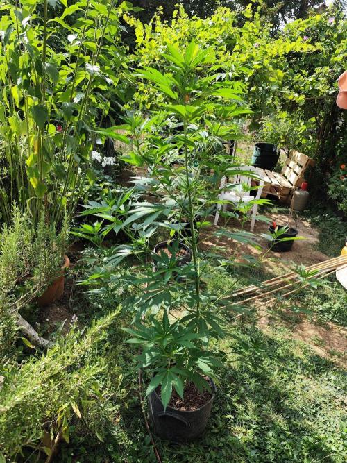 Greenhouse Summer Outdoor Grow 2026. Week 13