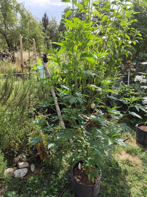 Greenhouse Summer Outdoor Grow 2026. Week 13