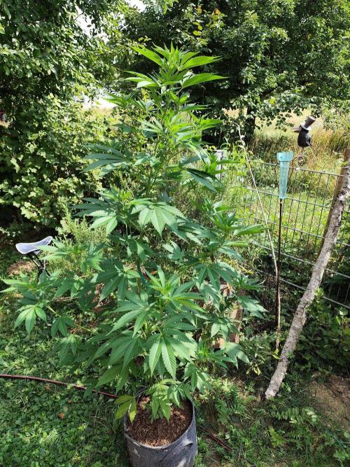 Greenhouse Summer Outdoor Grow 2026. Week 13