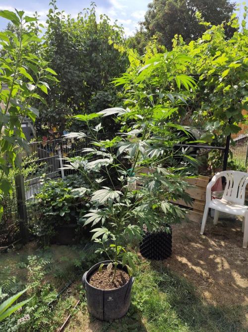 Greenhouse Summer Outdoor Grow 2026. Week 13