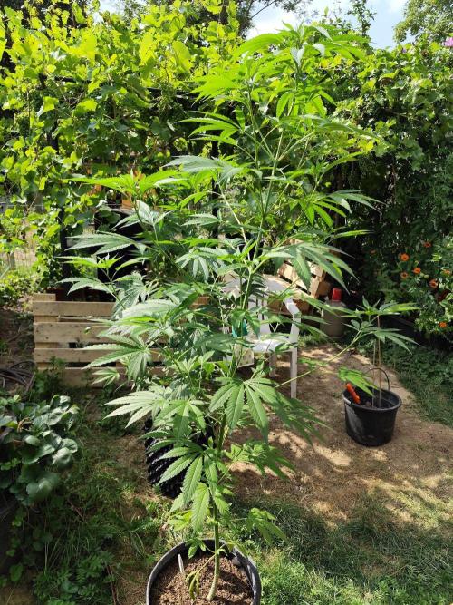Greenhouse Summer Outdoor Grow 2026. Week 13