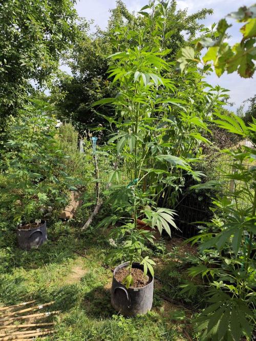 Greenhouse Summer Outdoor Grow 2026. Week 13
